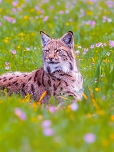 Preview wallpaper lynx, big cat, animal, predator, ears, wildlife