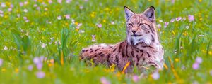 Preview wallpaper lynx, big cat, animal, predator, ears, wildlife