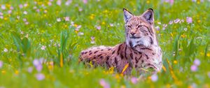 Preview wallpaper lynx, big cat, animal, predator, ears, wildlife