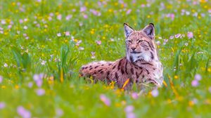 Preview wallpaper lynx, big cat, animal, predator, ears, wildlife