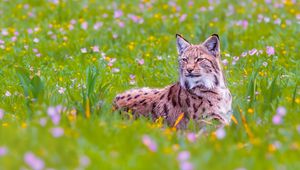 Preview wallpaper lynx, big cat, animal, predator, ears, wildlife