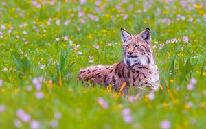 Preview wallpaper lynx, big cat, animal, predator, ears, wildlife