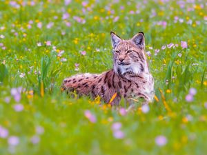 Preview wallpaper lynx, big cat, animal, predator, ears, wildlife