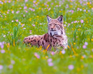 Preview wallpaper lynx, big cat, animal, predator, ears, wildlife