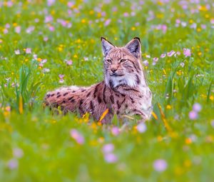 Preview wallpaper lynx, big cat, animal, predator, ears, wildlife