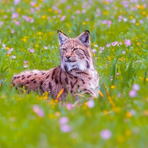 Preview wallpaper lynx, big cat, animal, predator, ears, wildlife