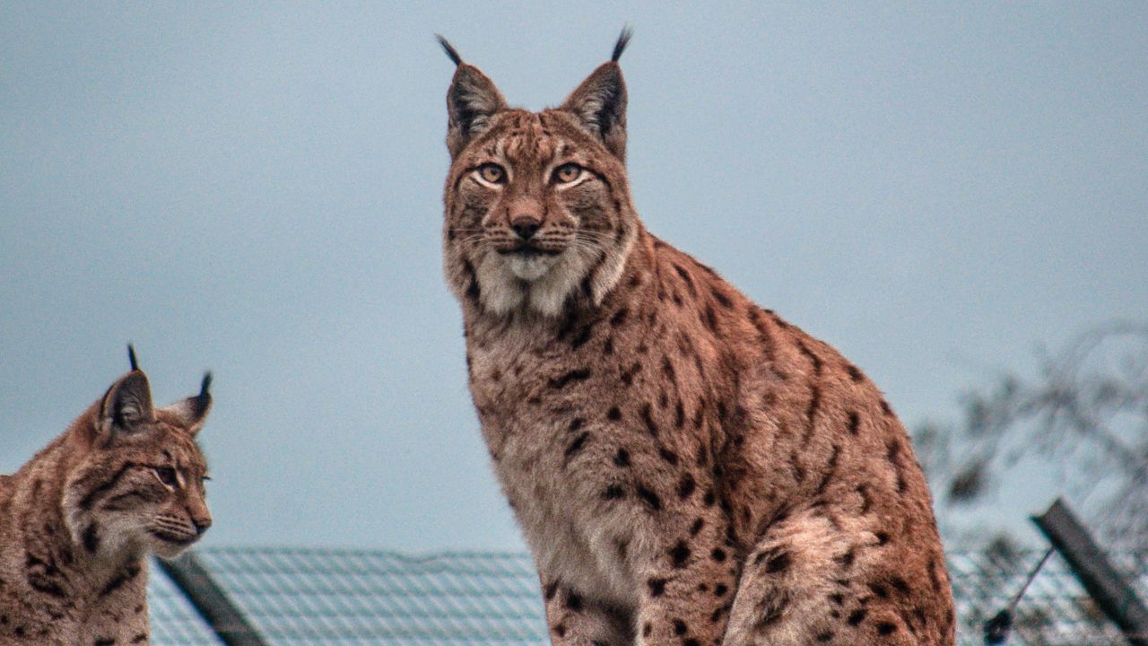 Wallpaper lynx, big cat, animal