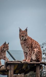 Preview wallpaper lynx, big cat, animal