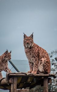 Preview wallpaper lynx, big cat, animal