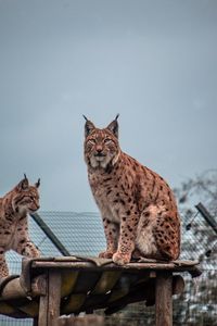 Preview wallpaper lynx, big cat, animal