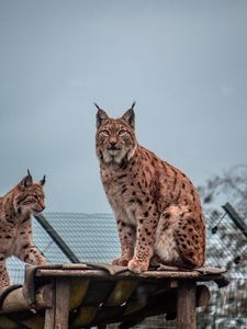 Preview wallpaper lynx, big cat, animal