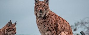 Preview wallpaper lynx, big cat, animal