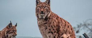 Preview wallpaper lynx, big cat, animal