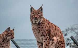 Preview wallpaper lynx, big cat, animal