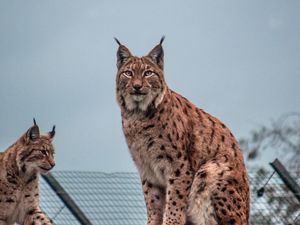 Preview wallpaper lynx, big cat, animal