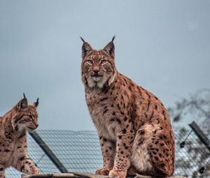 Preview wallpaper lynx, big cat, animal