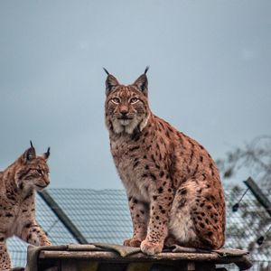 Preview wallpaper lynx, big cat, animal