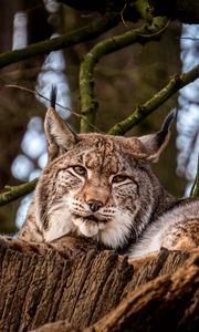 Preview wallpaper lynx, big cat, animal, tree