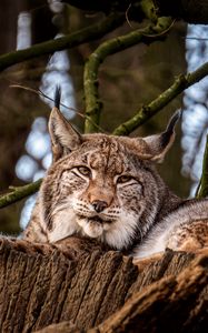 Preview wallpaper lynx, big cat, animal, tree
