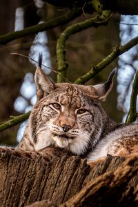 Preview wallpaper lynx, big cat, animal, tree