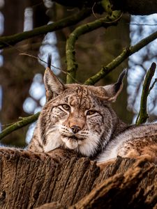 Preview wallpaper lynx, big cat, animal, tree