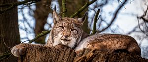 Preview wallpaper lynx, big cat, animal, tree