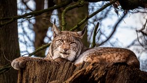 Preview wallpaper lynx, big cat, animal, tree