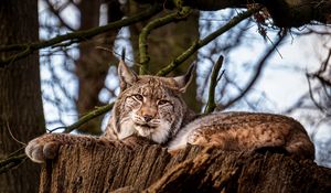 Preview wallpaper lynx, big cat, animal, tree