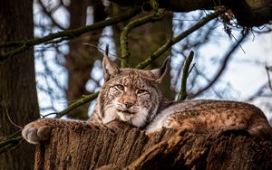 Preview wallpaper lynx, big cat, animal, tree