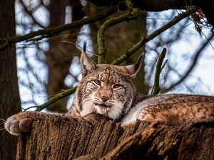 Preview wallpaper lynx, big cat, animal, tree