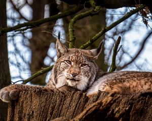 Preview wallpaper lynx, big cat, animal, tree