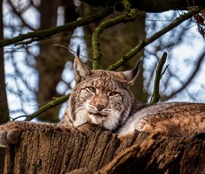 Preview wallpaper lynx, big cat, animal, tree