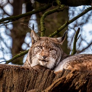 Preview wallpaper lynx, big cat, animal, tree