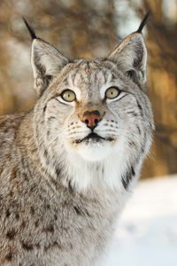 Preview wallpaper lynx, big cat, animal, glance