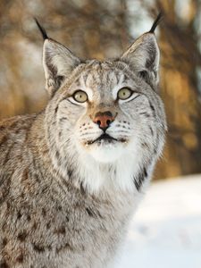 Preview wallpaper lynx, big cat, animal, glance