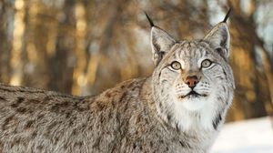Preview wallpaper lynx, big cat, animal, glance