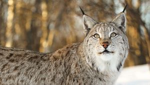 Preview wallpaper lynx, big cat, animal, glance