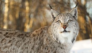 Preview wallpaper lynx, big cat, animal, glance