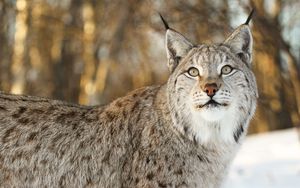 Preview wallpaper lynx, big cat, animal, glance