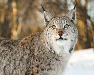 Preview wallpaper lynx, big cat, animal, glance