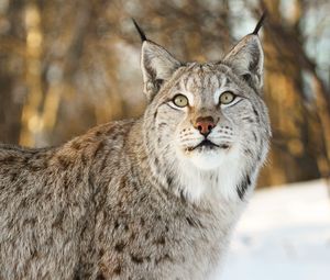 Preview wallpaper lynx, big cat, animal, glance