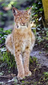 Preview wallpaper lynx, big cat, animal, sight, grass