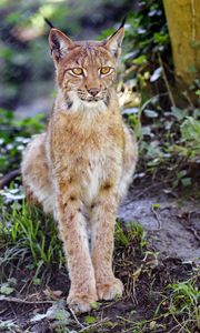 Preview wallpaper lynx, big cat, animal, sight, grass