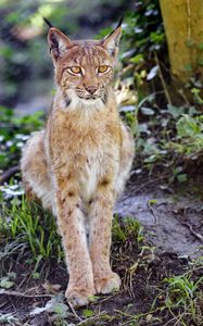 Preview wallpaper lynx, big cat, animal, sight, grass