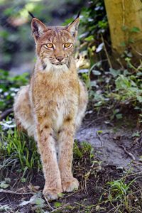 Preview wallpaper lynx, big cat, animal, sight, grass