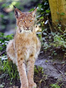 Preview wallpaper lynx, big cat, animal, sight, grass