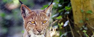 Preview wallpaper lynx, big cat, animal, sight, grass