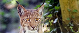 Preview wallpaper lynx, big cat, animal, sight, grass