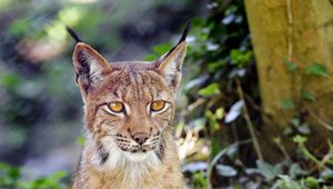 Preview wallpaper lynx, big cat, animal, sight, grass