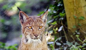 Preview wallpaper lynx, big cat, animal, sight, grass